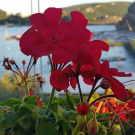 Alipa Apartament *